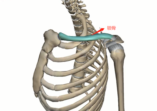 【每日一骨】锁骨